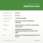 Вербена Lascar White (срезы/5шт) — параметры сорта