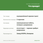 Вербена Lascar White (срезы/5шт) — что приедет