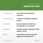 Вербена Лимонная (0,1л) — параметры сорта