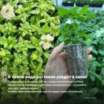 Вербена Лимонная (0,1л) — в таком виде растение уходит в заказ