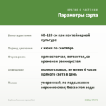 Вербена Лимонная (срезы/5шт) — параметры сорта