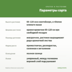 Вербена Лимонная (срезы/5шт) — параметры сорта