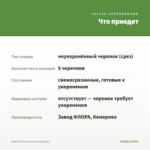 Вербена Лимонная (срезы/5шт) — что приедет