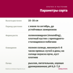 Вербена Lindolena Magenta (0,1л) — параметры сорта