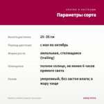 Вербена Lindolena Magenta (срезы/5шт) — параметры сорта