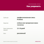 Вербена Lindolena Magenta (срезы/5шт) — как укоренить черенок