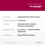 Вербена Lindolena Magenta (срезы/5шт) — что приедет