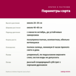 Вербена Lindolena Magenta (срезы/5шт) — параметры сорта