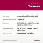 Вербена Lindolena Magenta (срезы/5шт) — что приедет