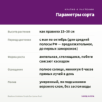 Вербена Lindolena Purple Eye (срезы 5 шт) — параметры сорта