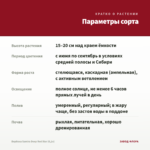 Вербена Samira Deep Red Star (0,1л) — параметры сорта