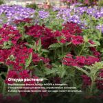 Вербена Samira Deep Red Star (срезы 5 шт) — откуда растение: вертикальная ферма Завода ФЛОРА в Кемерово