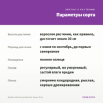 Вербена Star Dreams Blue Star (срезы 5 шт) — параметры сорта