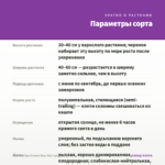 Вербена Star Dreams Blue Star (срезы/5шт) — параметры сорта