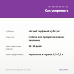 Вербена Star Dreams Blue Star (срезы/5шт) — как укоренить черенок