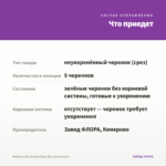 Вербена Star Dreams Blue Star (срезы/5шт) — что приедет