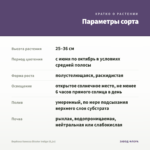 Вербена Vanessa Bicolor Indigo (0,1л) — параметры сорта