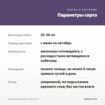 Вербена Vanessa Bicolor Indigo (0,1л) — параметры сорта