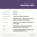 Вербена Vanessa Bicolor Indigo (срезы/5шт) — параметры сорта