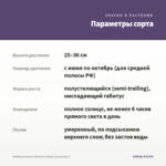 Вербена Vanessa Bicolor Indigo (срезы/5шт) — параметры сорта