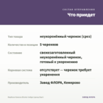 Вербена Vanessa Bicolor Indigo (срезы/5шт) — что приедет