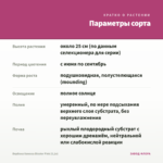 Вербена Vanessa Bicolor Pink (0,1л) — параметры сорта