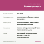 Вербена Vanessa Bicolor Pink (0,1л) — параметры сорта