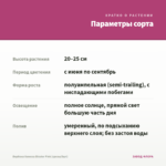 Вербена Vanessa Bicolor Pink (срезы/5шт) — параметры сорта