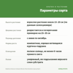 Вербена Vanessa Compact Bicolor Marshmallow (срезы/5шт) — параметры сорта