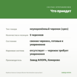 Вербена Vanessa Compact Bicolor Marshmallow (срезы/5шт) — что приедет