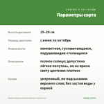 Вербена Vanessa Compact Bicolor Purple (0,1л) — параметры сорта