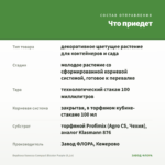 Вербена Vanessa Compact Bicolor Purple (0,1л) — что приедет