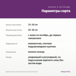 Вербена Vanessa Compact Bicolor Purple (срезы/5шт) — параметры сорта