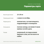Вербена Vanessa Compact Bicolor Purple (срезы/5шт) — параметры сорта