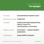 Вербена Vanessa Compact Bicolor Purple (срезы/5шт) — что приедет