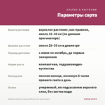 Вербена Vanessa Compact Bicolor Red (срезы/5шт) — параметры сорта