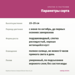 Вербена Vanessa Compact Bicolor Rose (0,1л) — параметры сорта