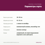 Вербена VANESSA COMPACT Bordeaux (0,1л) — параметры сорта