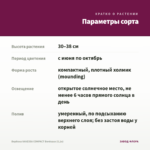 Вербена VANESSA COMPACT Bordeaux (0,1л) — параметры сорта