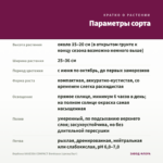 Вербена VANESSA COMPACT Bordeaux (срезы/5шт) — параметры сорта