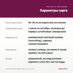 Вербена VANESSA COMPACT Bordeaux (срезы/5шт) — параметры сорта