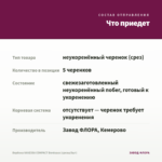 Вербена VANESSA COMPACT Bordeaux (срезы/5шт) — что приедет