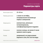 Вербена Vanessa Compact Deep Pink (0,1л) — параметры сорта