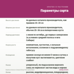 Вербена Vanessa Compact Deep Pink (срезы/5шт) — параметры сорта