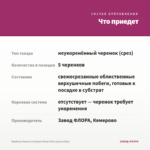 Вербена Vanessa Compact Deep Pink (срезы/5шт) — что приедет