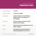 Вербена Vanessa Compact Deep Pink (срезы/5шт) — параметры сорта