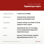 Вербена Vanessa Compact Hot Red (срезы/5шт) — параметры сорта