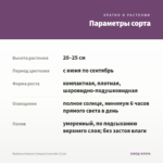 Вербена Vanessa Compact Lavender (0,1л) — параметры сорта
