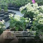Вербена Vanessa Compact Lavender (0,1л) — в таком виде растение уходит в заказ