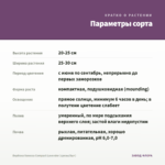 Вербена Vanessa Compact Lavender (срезы/5шт) — параметры сорта